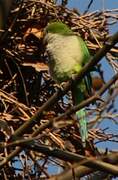 Monk Parakeet