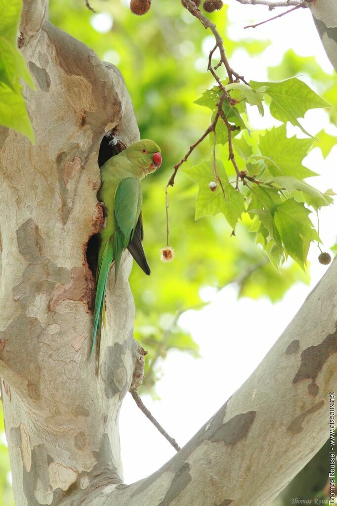 Rose-ringed Parakeet