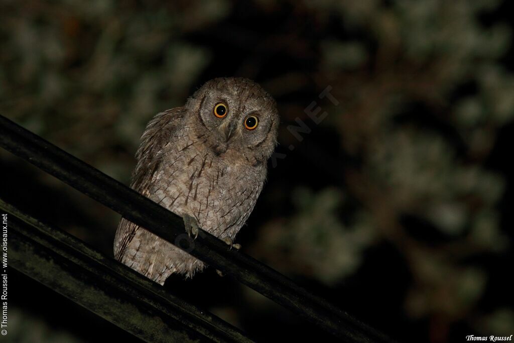 Eurasian Scops Owljuvenile, identification