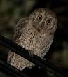 Petit-duc scops