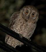 Eurasian Scops Owl