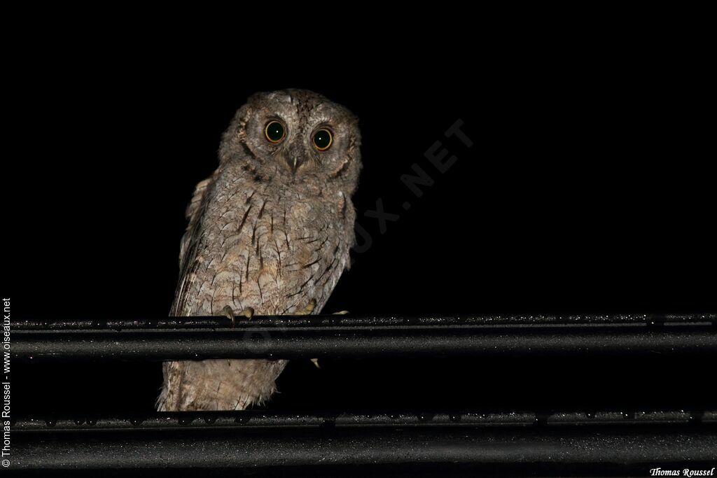 Eurasian Scops Owl