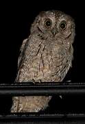 Eurasian Scops Owl