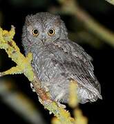 Eurasian Scops Owl