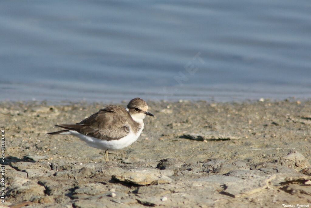 Little Ringed Plover, identification