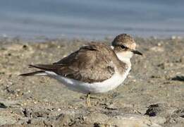 Little Ringed Plover