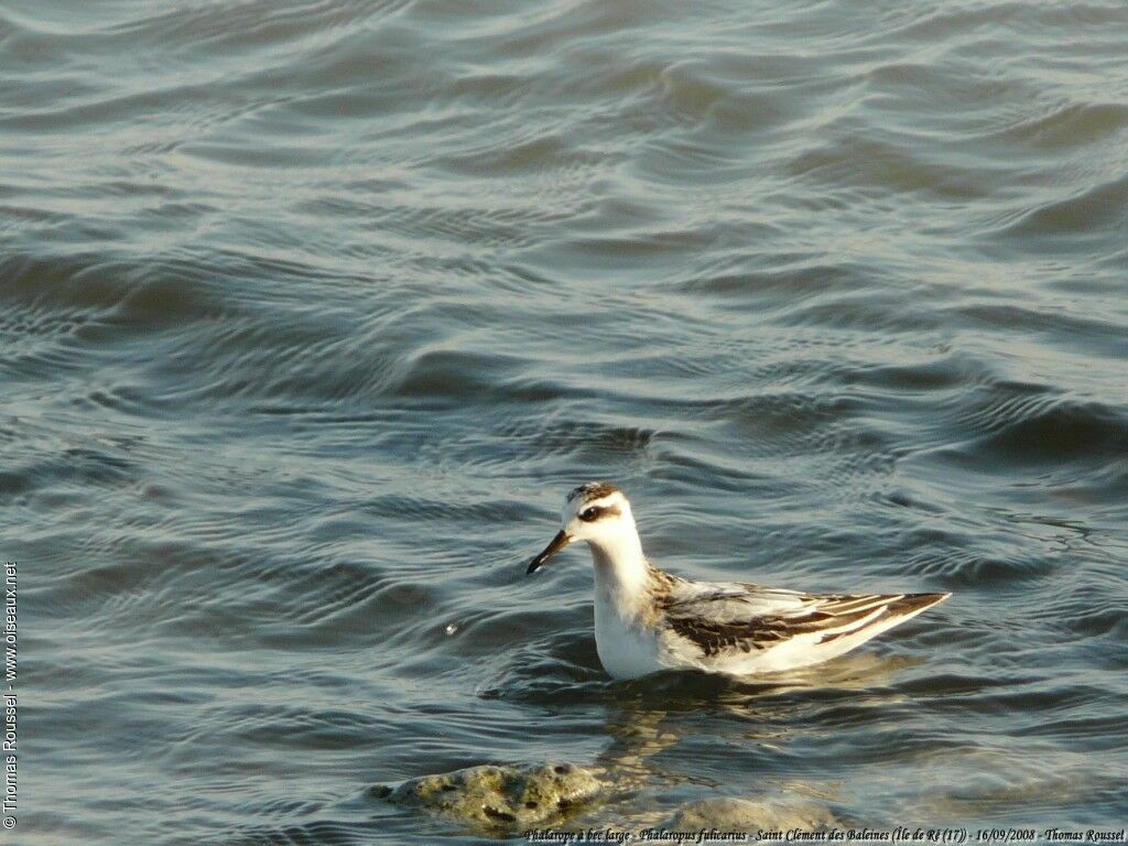 Phalarope à bec large