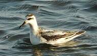 Phalarope à bec large