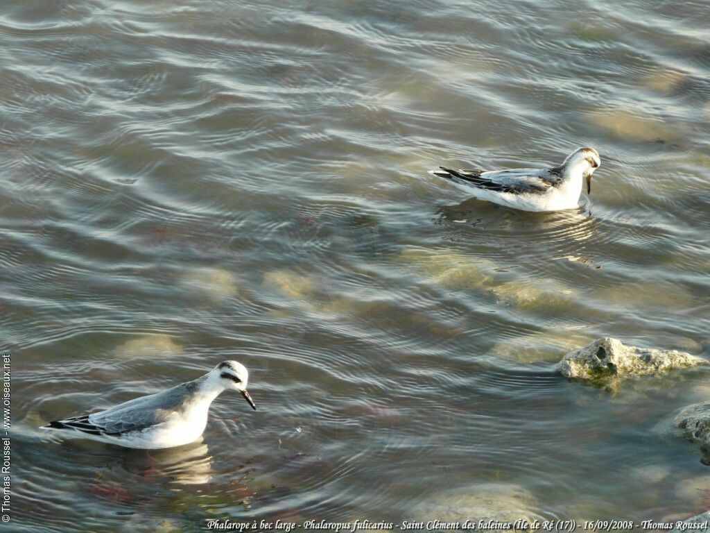 Red Phalarope