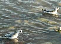 Phalarope à bec large