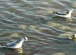 Red Phalarope