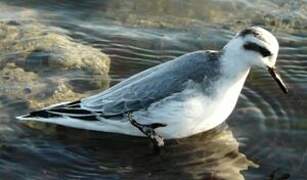 Phalarope à bec large