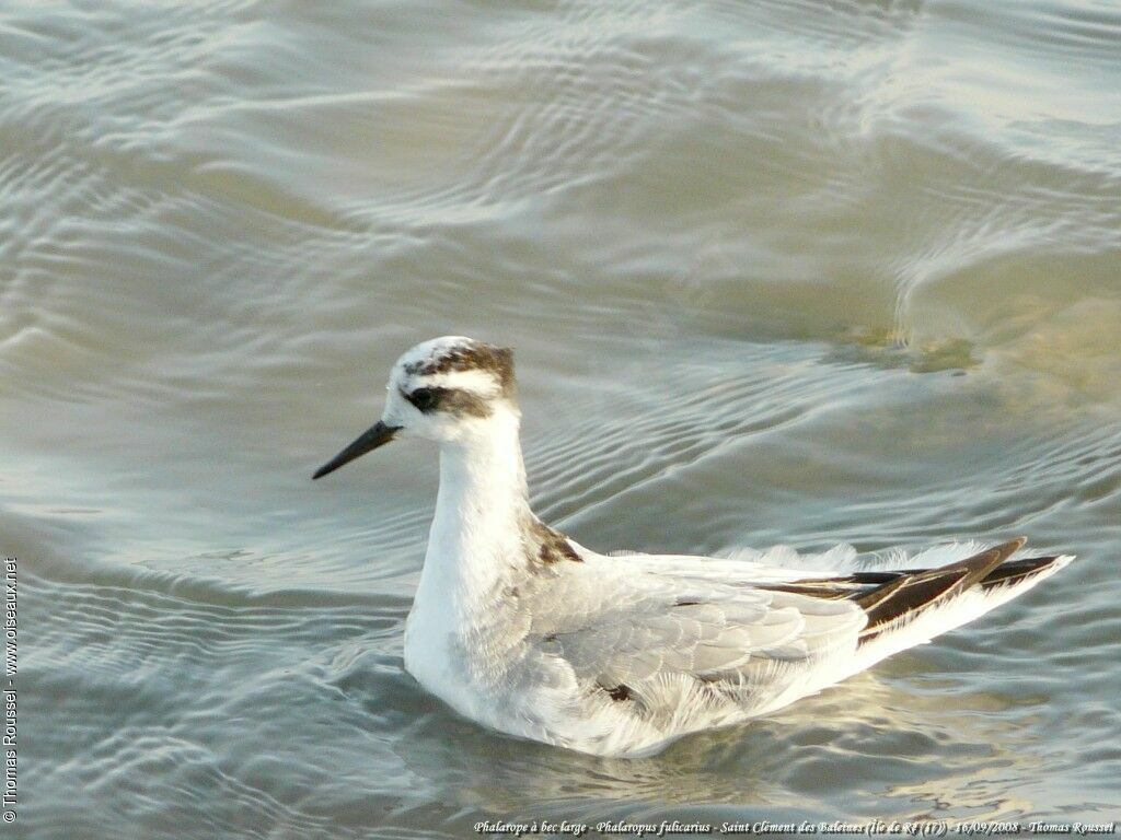 Red Phalarope