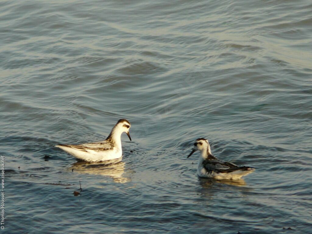 Phalarope à bec large