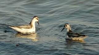 Phalarope à bec large