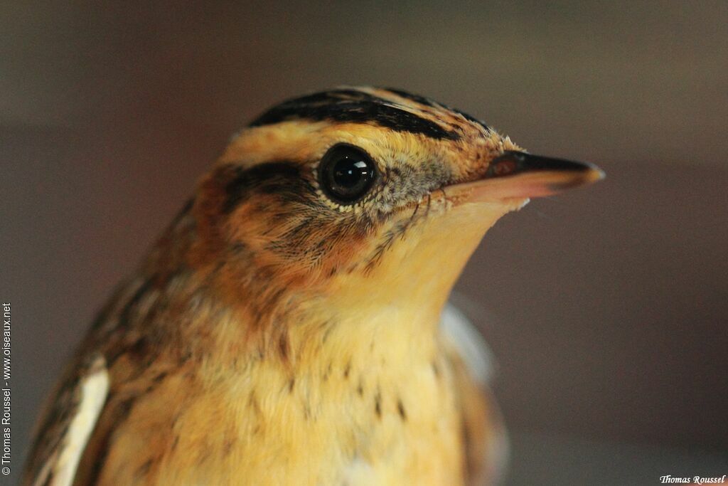 Aquatic Warbler, identification, close-up portrait