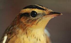 Aquatic Warbler