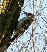 Grey-headed Woodpecker