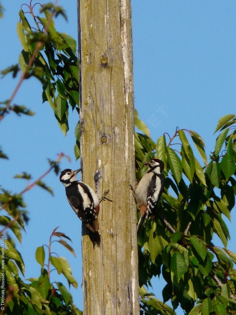 Great Spotted Woodpecker