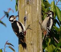 Great Spotted Woodpecker