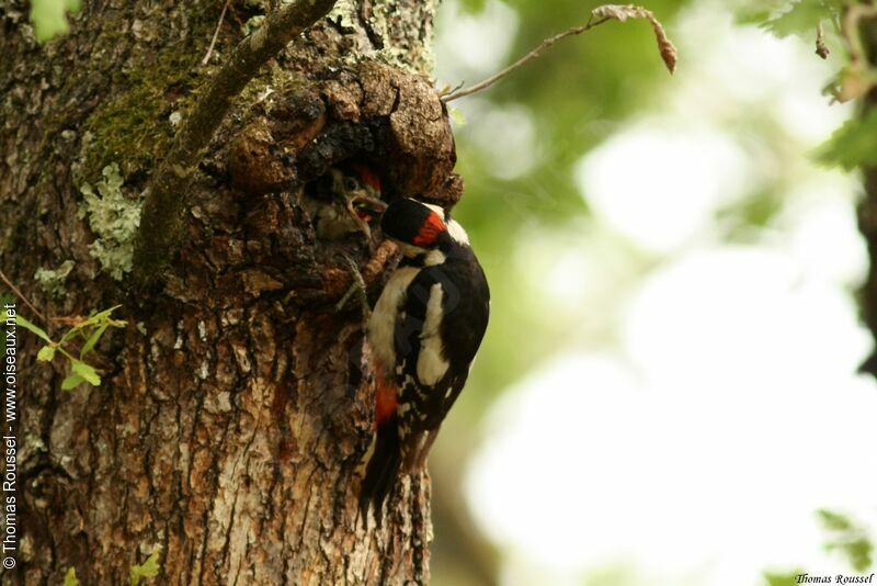 Great Spotted Woodpecker, Reproduction-nesting
