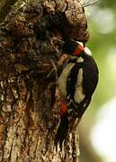 Great Spotted Woodpecker