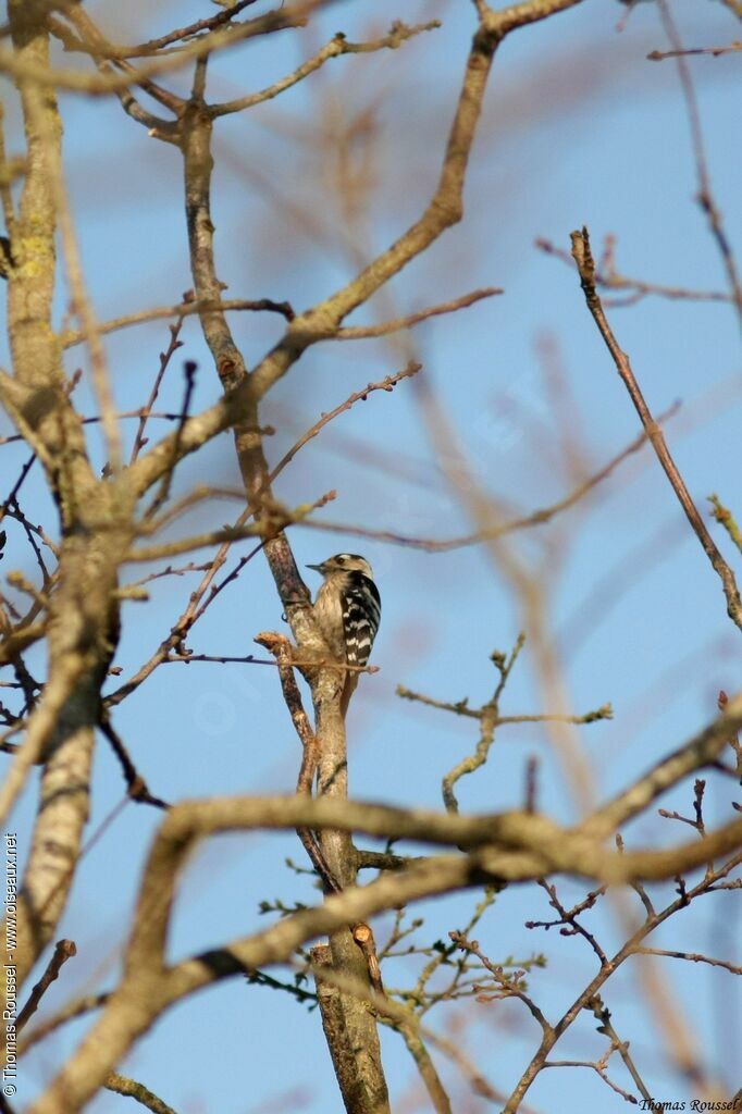 Lesser Spotted Woodpecker