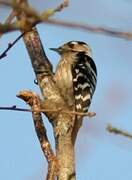 Lesser Spotted Woodpecker