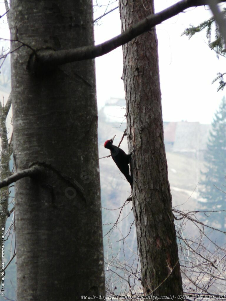 Black Woodpecker male adult