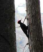 Black Woodpecker