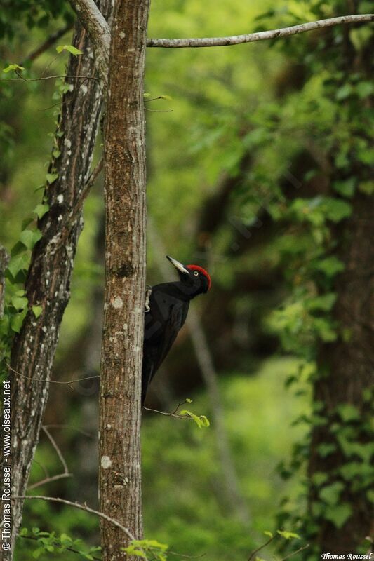 Black Woodpecker, identification