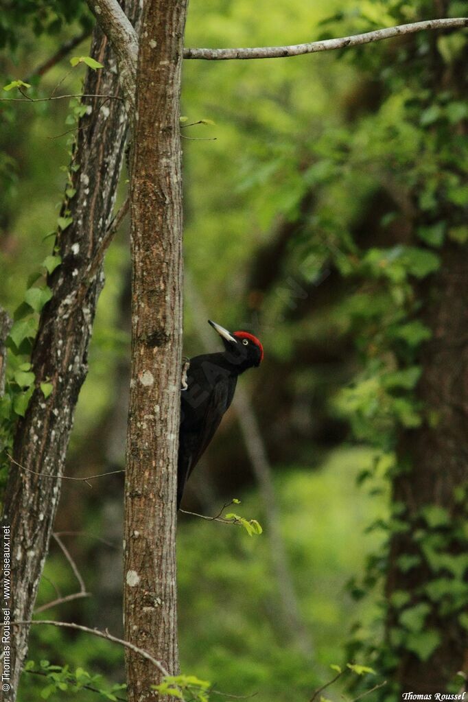 Black Woodpecker, identification