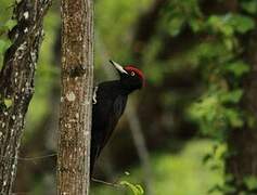 Black Woodpecker