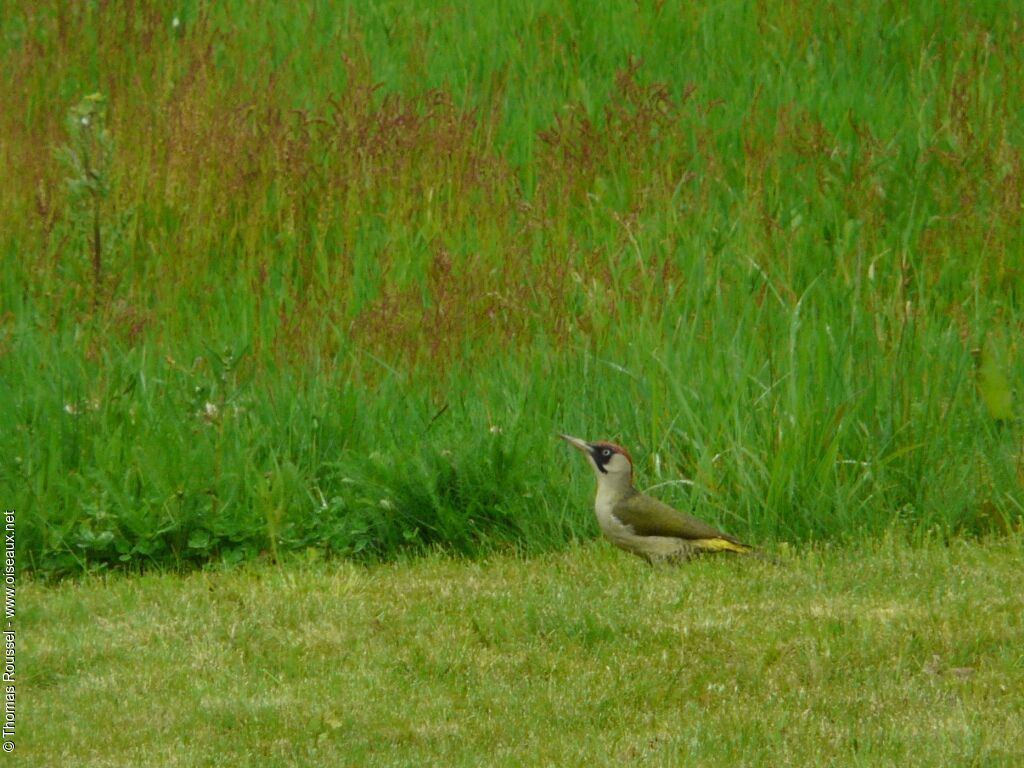 European Green Woodpecker female adult, identification