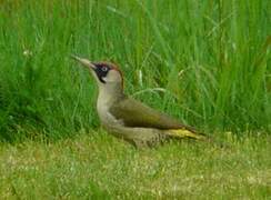 European Green Woodpecker