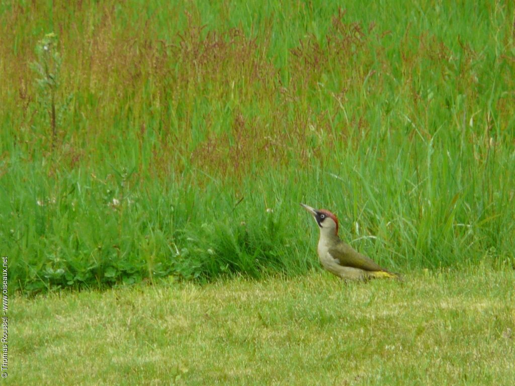 European Green Woodpecker female adult, identification