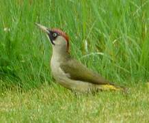 European Green Woodpecker