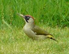 European Green Woodpecker