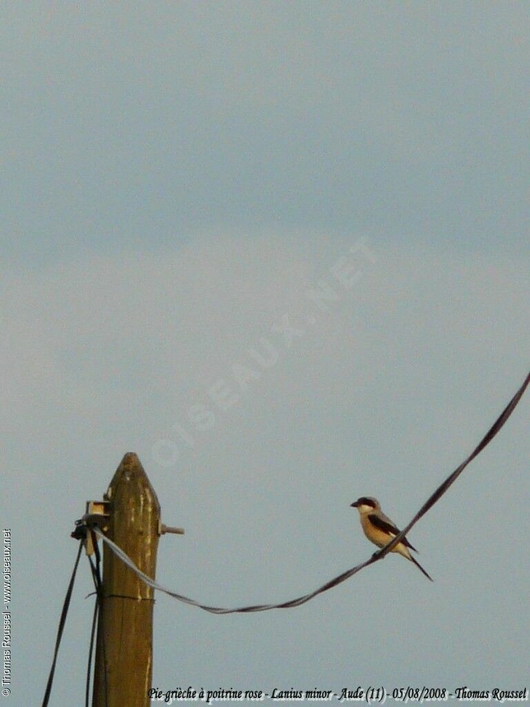 Lesser Grey Shrikeadult