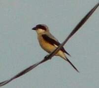 Lesser Grey Shrike