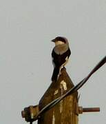 Lesser Grey Shrike