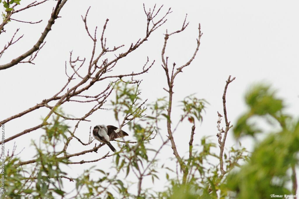 Lesser Grey Shrike