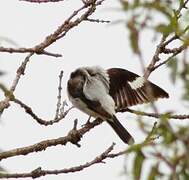 Lesser Grey Shrike