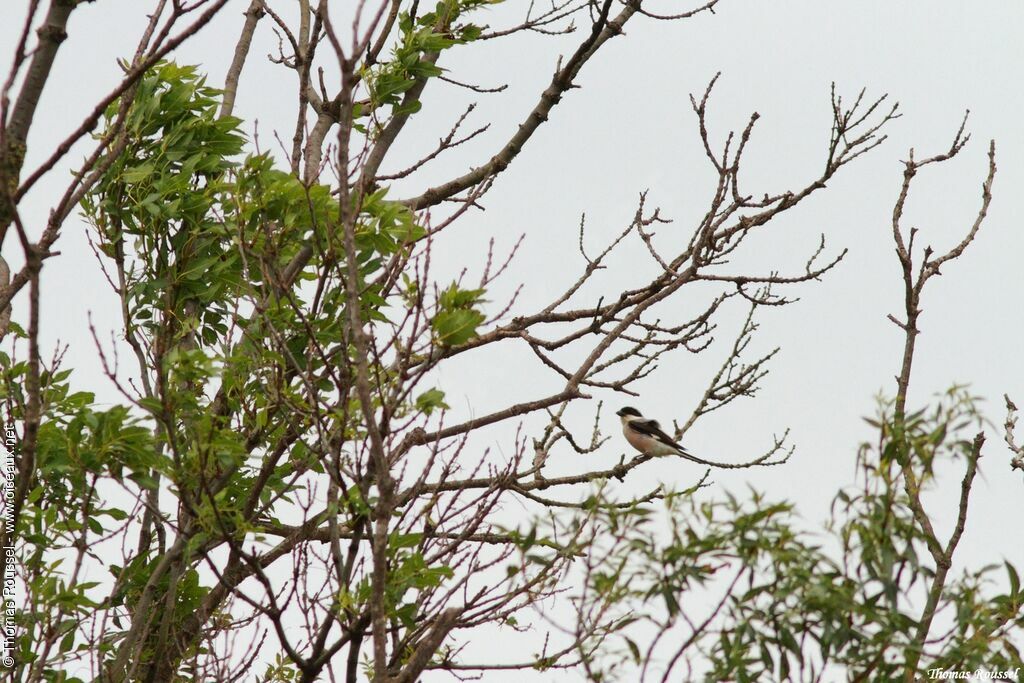 Lesser Grey Shrike