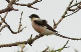 Pie-grièche à poitrine rose