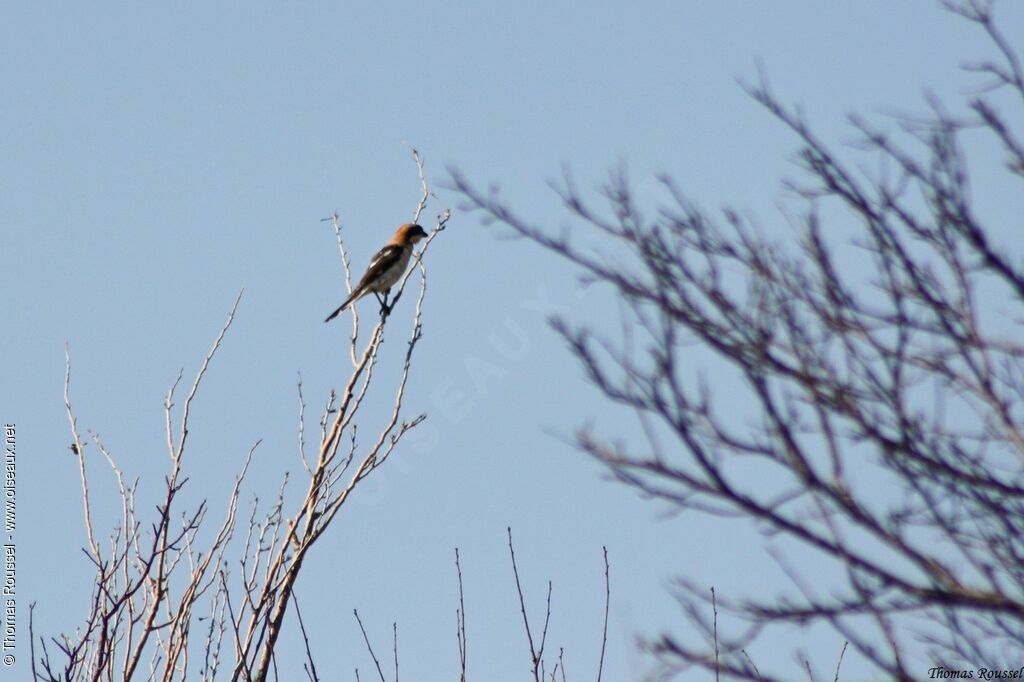 Woodchat Shrike