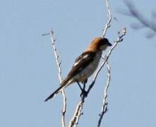 Woodchat Shrike