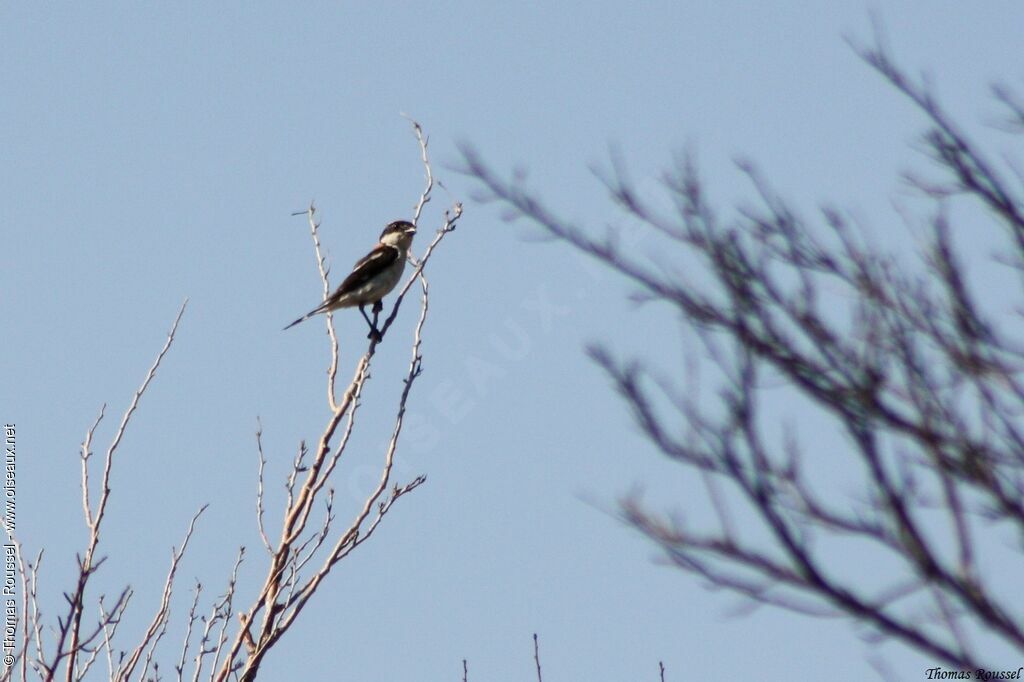 Woodchat Shrike