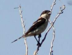 Woodchat Shrike