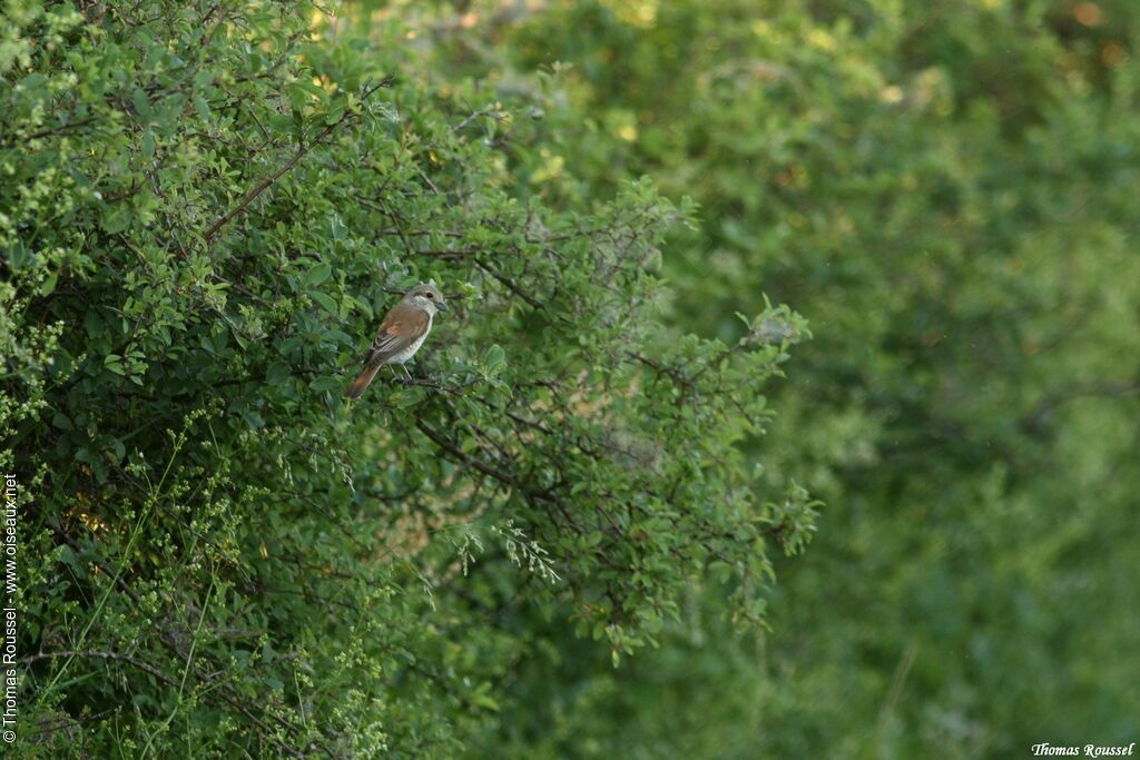 Red-backed Shrike female adult